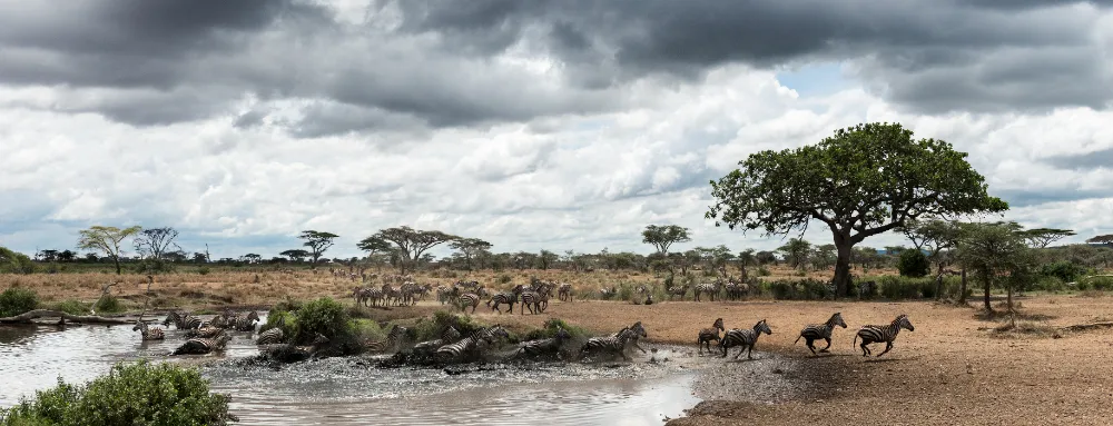 Herd of zebras resting by a river, Serengeti, Tanzania, Africa