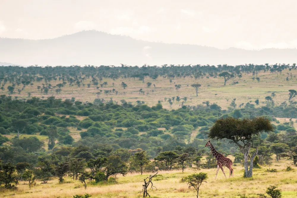 Reticulated Giraffe (Giraffa reticulata) at El Karama Ranch, Laikipia County, Kenya